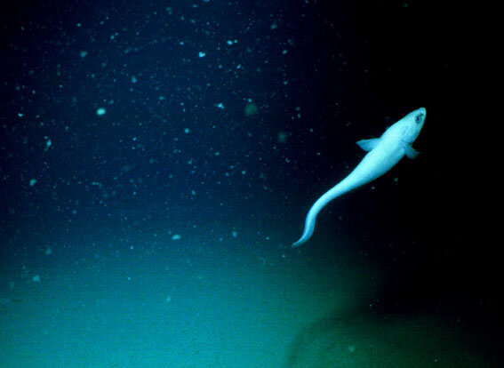 Обратите внимание, на фотографиях океана на большой глубине ВСЕГДА присутствуют белые ошметки. 