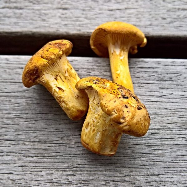 3 полезнейших свойства грибов-лисичек
