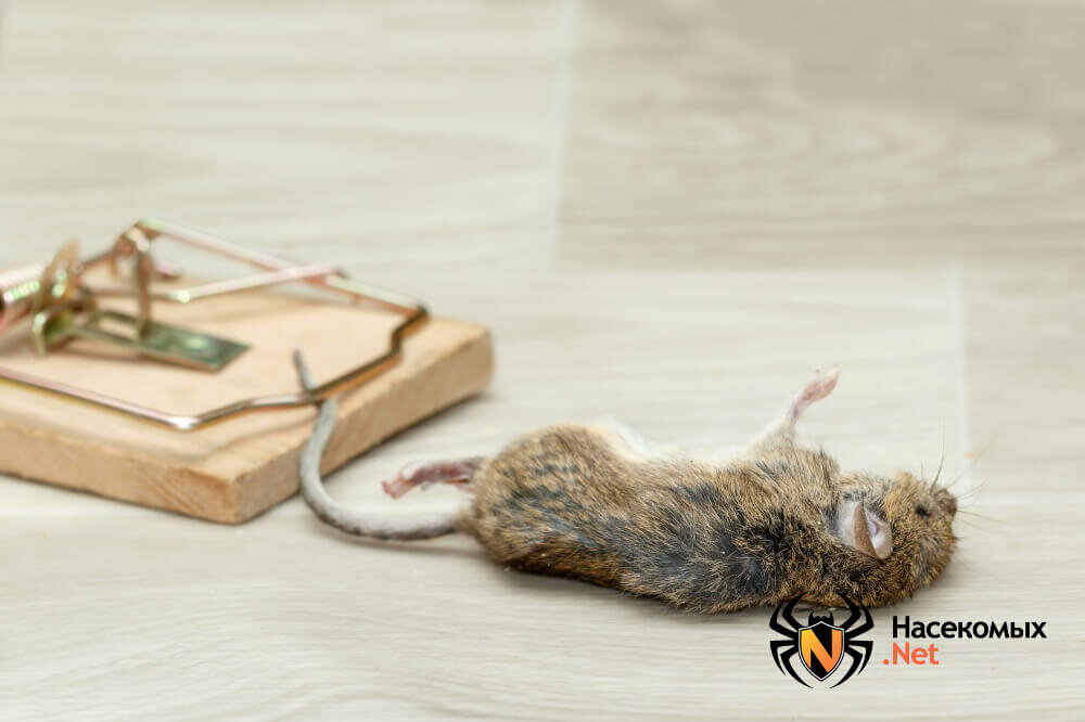 Мёртвая мышь