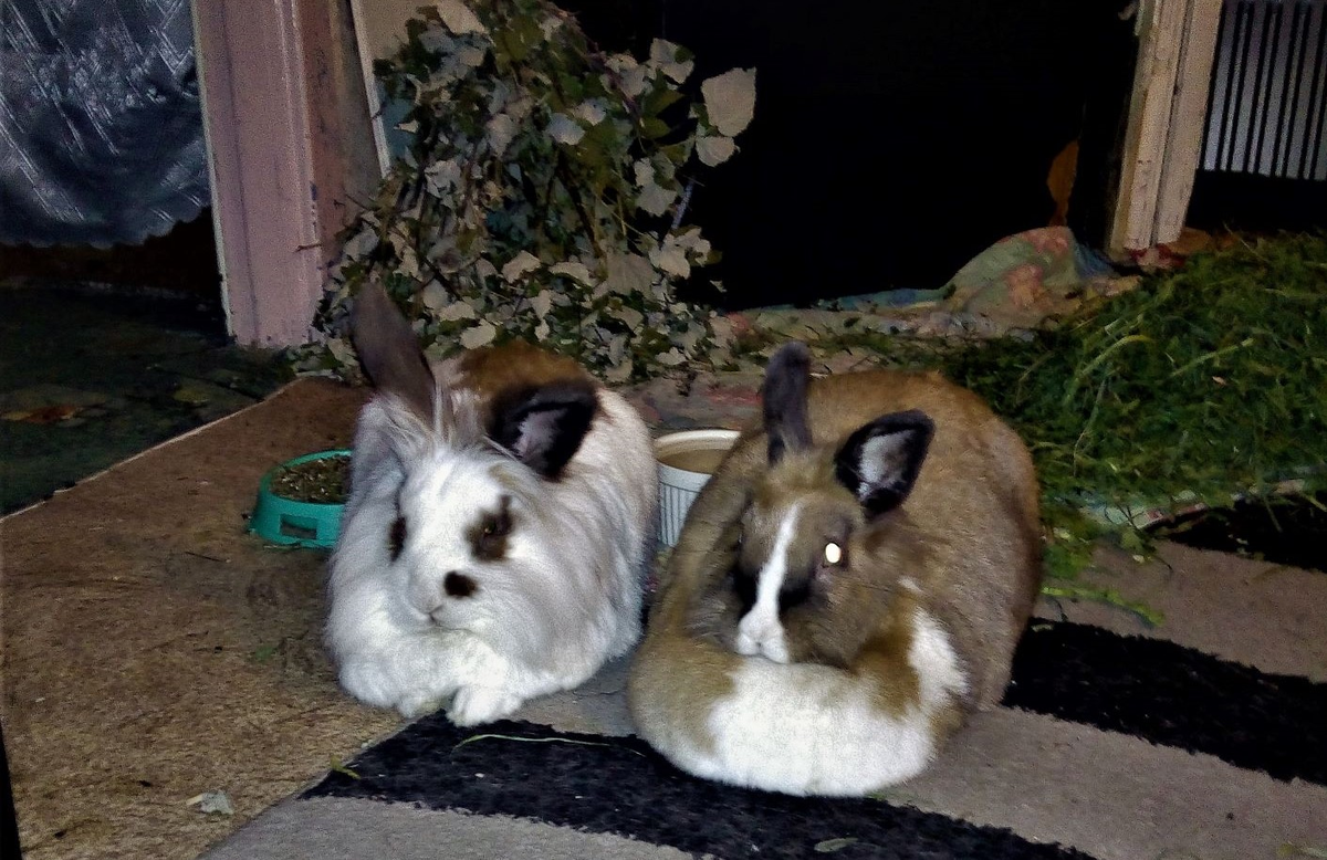 Тошик и Нуля ; "Не закроешь этот консервный завод - вообще уйдём жить под кровать!"