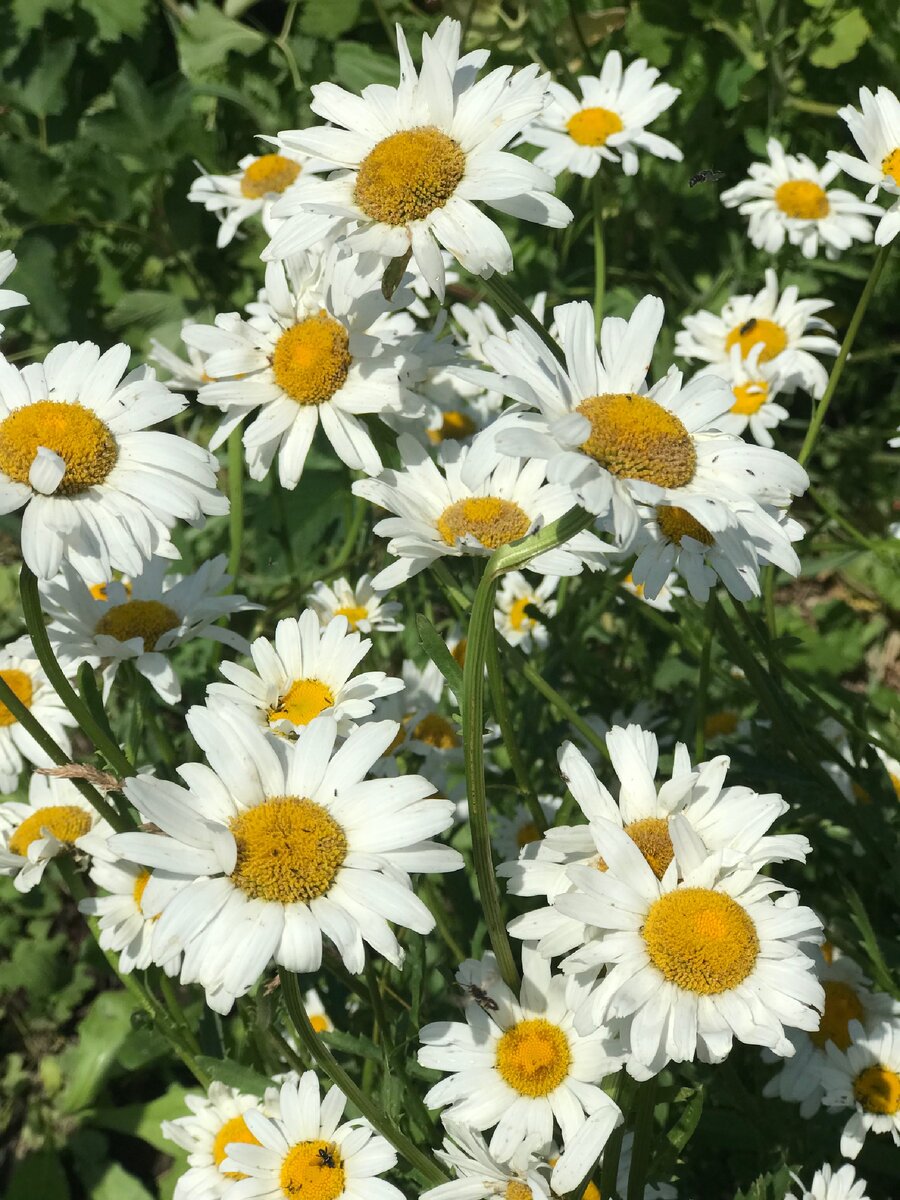 Фото - Сладкий Персик 