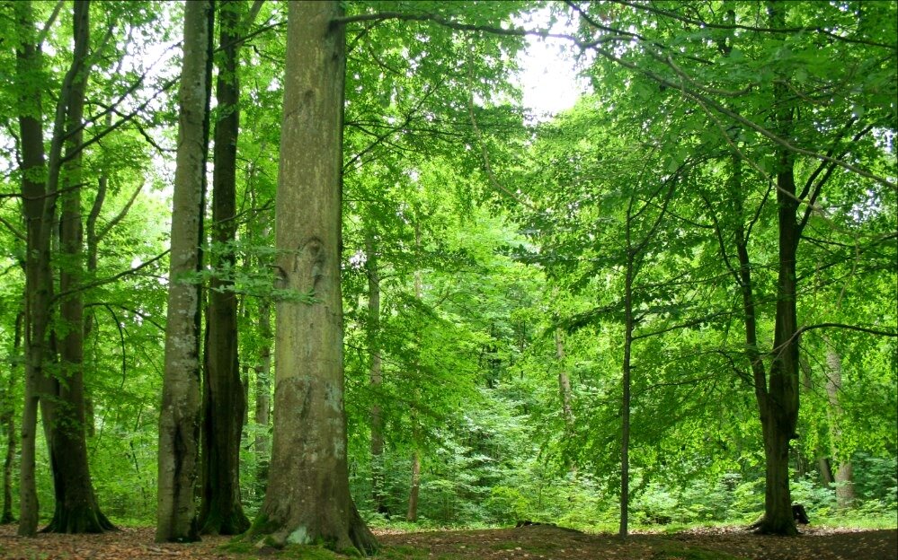 Буковая роща, пос. Лесное (Варникен), Музей леса