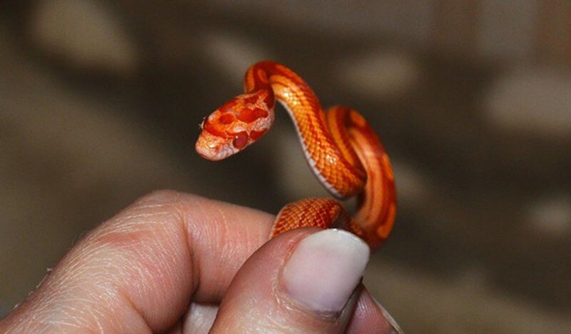 Источник фото: summerhotels.ru