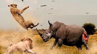 Грозное оружие носорога - его рог