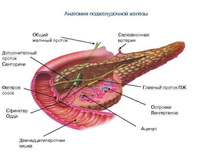 Как называется болезнь поджелудочной железы