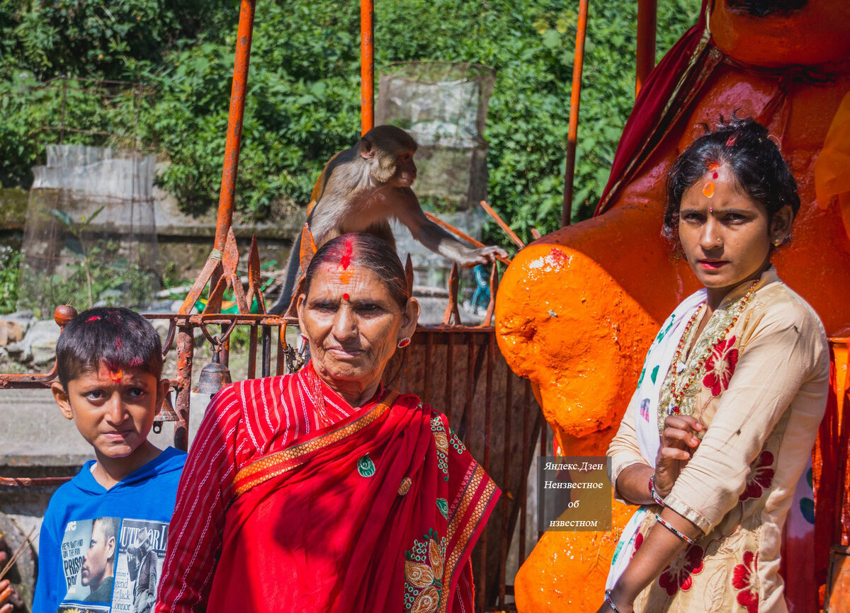 Бросаются на людей и кусают: мои наблюдения за живностью в Катманду