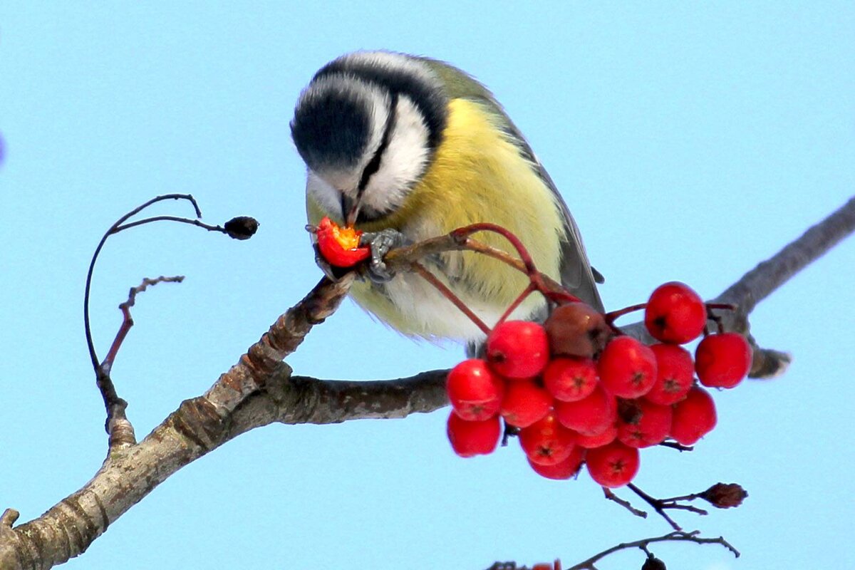 подкармливание птиц зимой. зимняя подкормка птиц. корм для птиц в кормушку. подкормка зимующих птиц. подкормка птиц зимой.