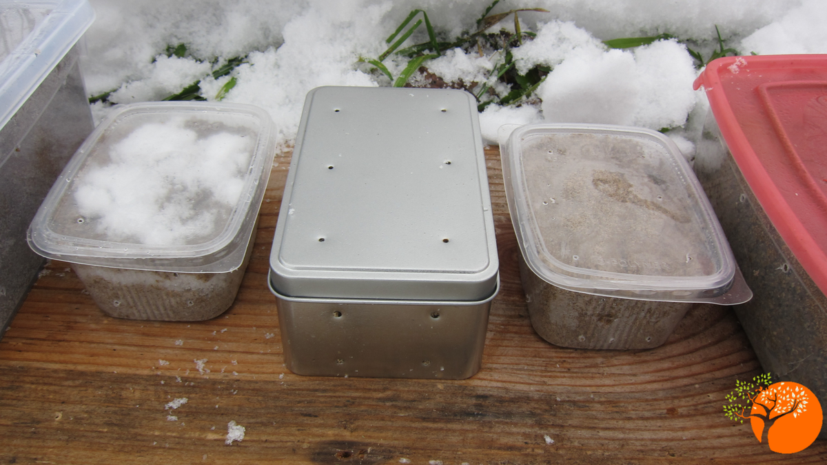 посев семян на рассаду на снег. стратификация семян цветов. стратификация семян земляники. стратификация семян в холодной проточной воде в лесопитомнике. семена под снег.