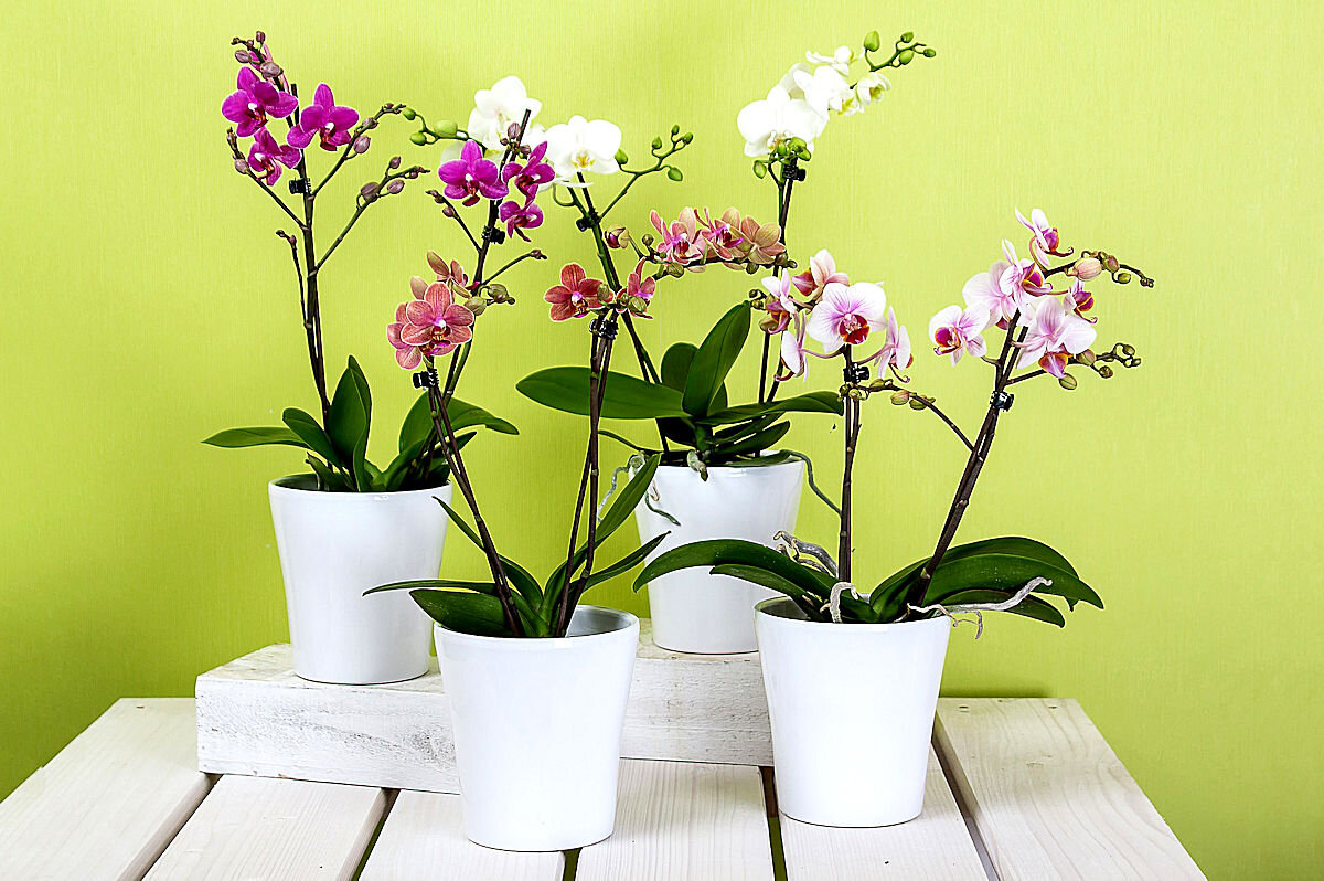 Выращивание орхидей из семян в домашних условиях: сложно, но возможно - Дачная помощь