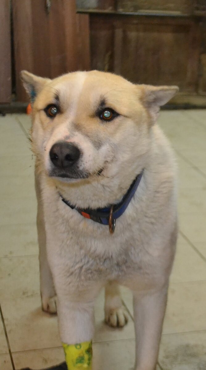 Ошейник, кстати, на нем уже был