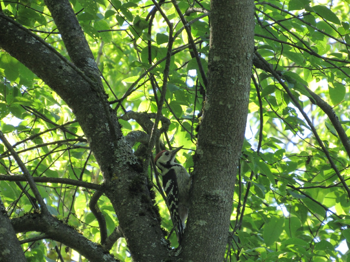 Дятел в лесу. Фото из личного архива.