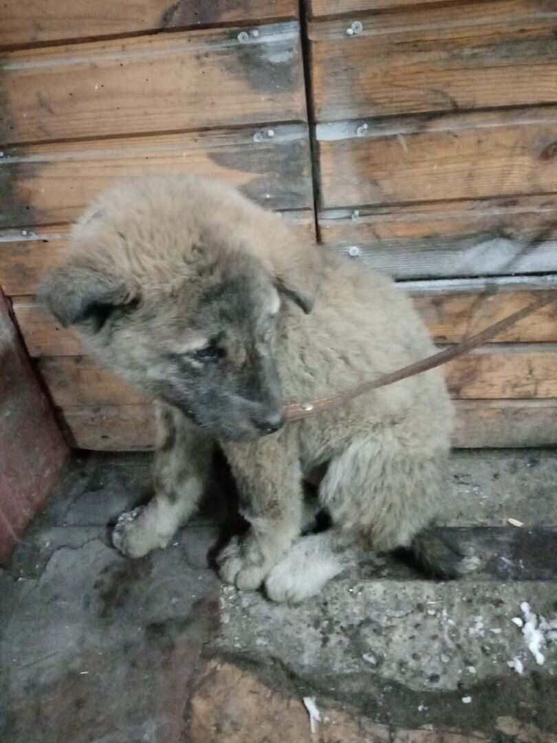 Таким сын увидел Мишку