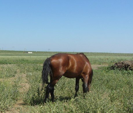 Das Pferd wiehert nicht. Es  knabbert an Gras.  