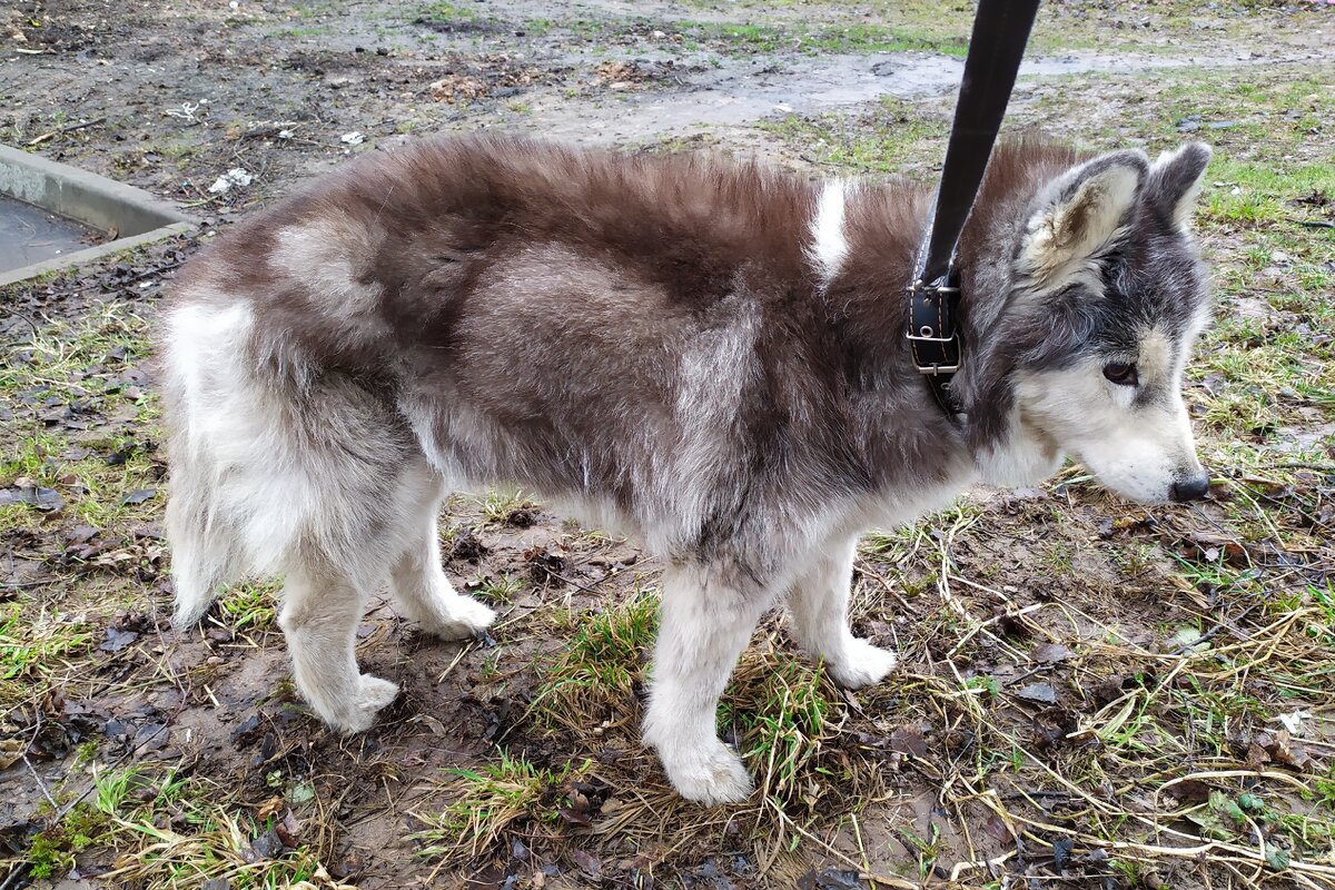 Так мой хаски выглядит сейчас (март 2020 г.)