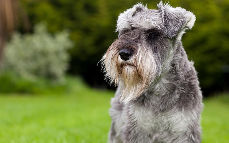 Разговорчивость досталась шнауцерам в наследство от ближайших родственников, пинчеров, которые очень любят поговорить. Фото: classpic.ru