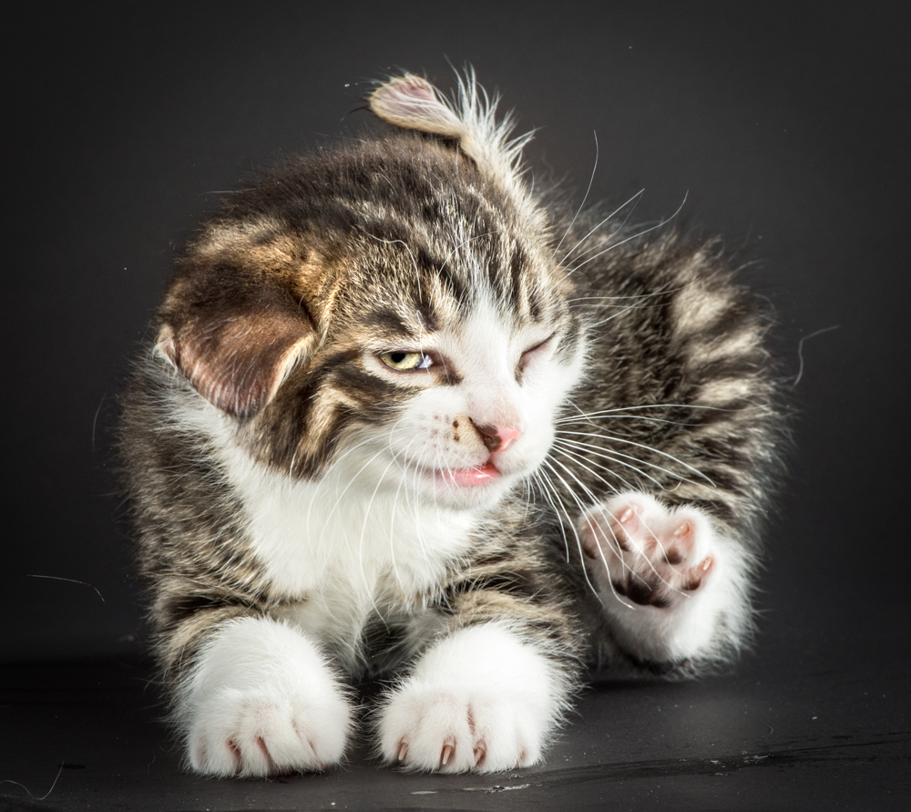 Смешные кошки. Прикольные котики. Забавные кошки. Веселый котик. Кошки картинки прикольные.