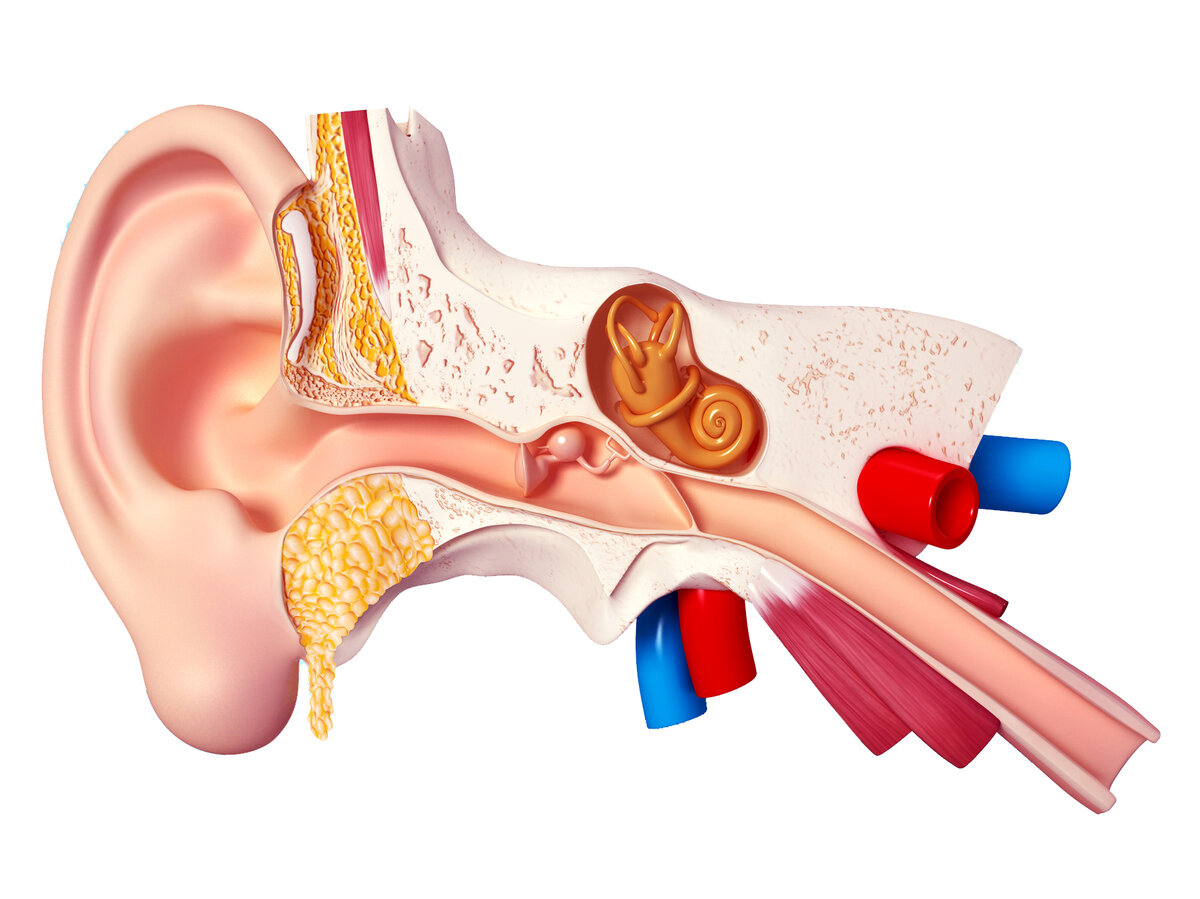 Среднее ухо фото