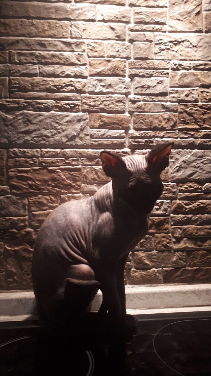 Сфинкс Моня гордость хозяйки