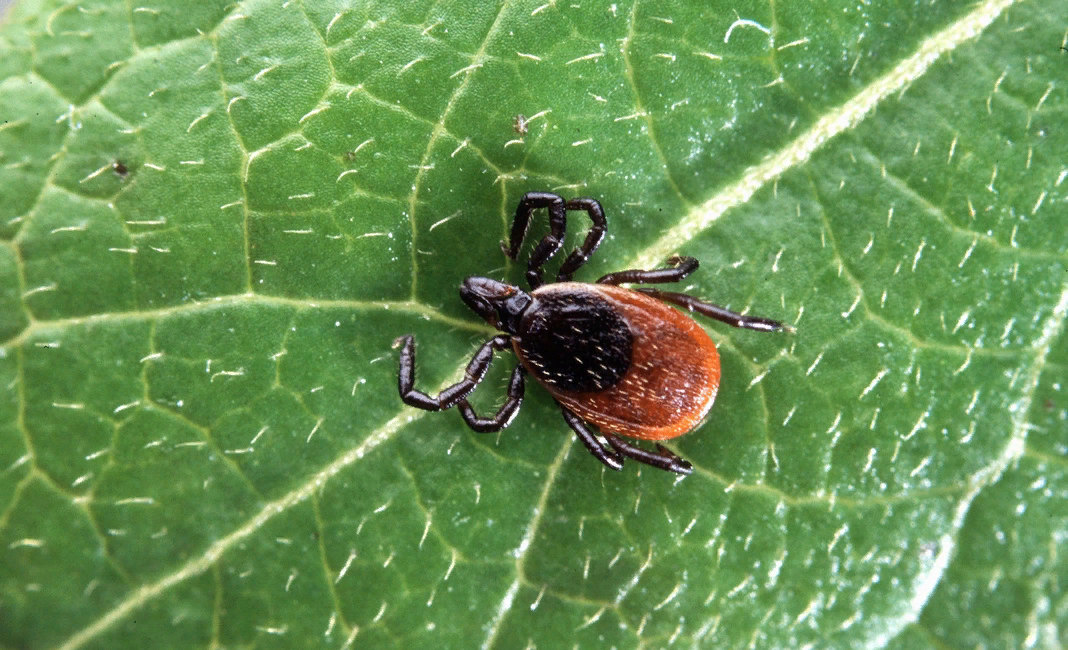 Иксодовый клещ.