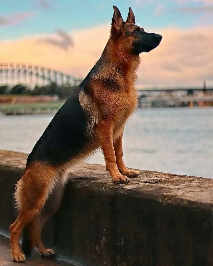 Немецкая овчарка 