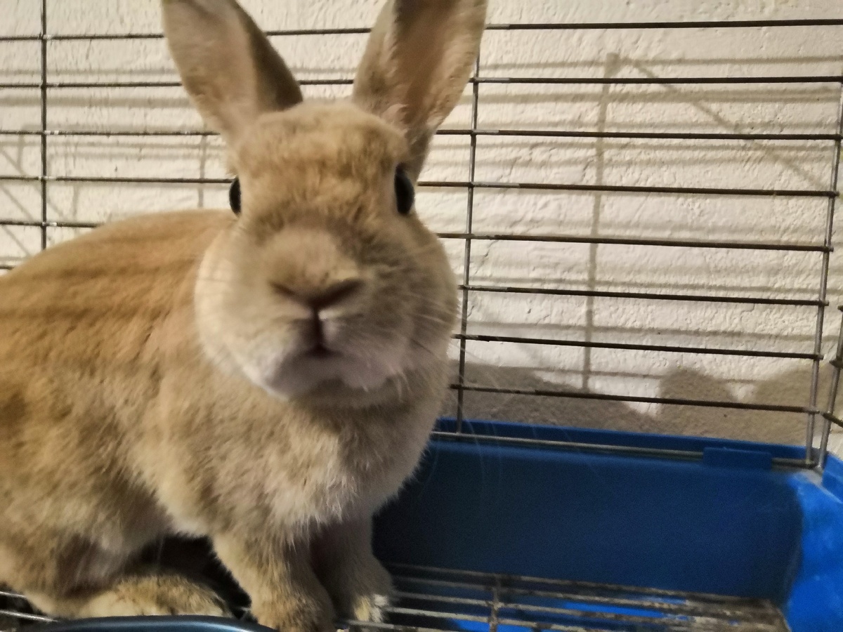 Зверю 5 лет, почти.)