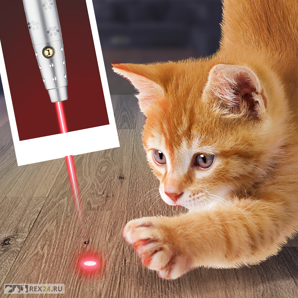 Кошка играет указкой. Лазерная указка для кота. Котик с лазером. Лазер для игры с кошкой. Лазер для кошек на экране.