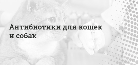 Антибиотики — одна из самых часто применяемых групп лекарств в медицине и ветеринарии.