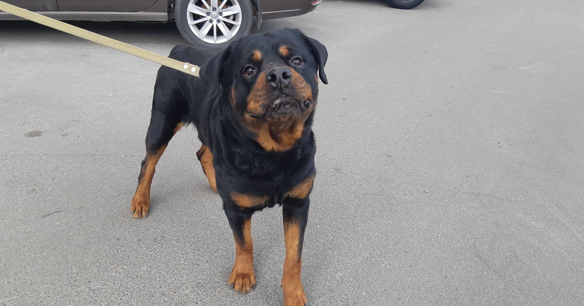 Ротвейлер. Яндекс картинки.