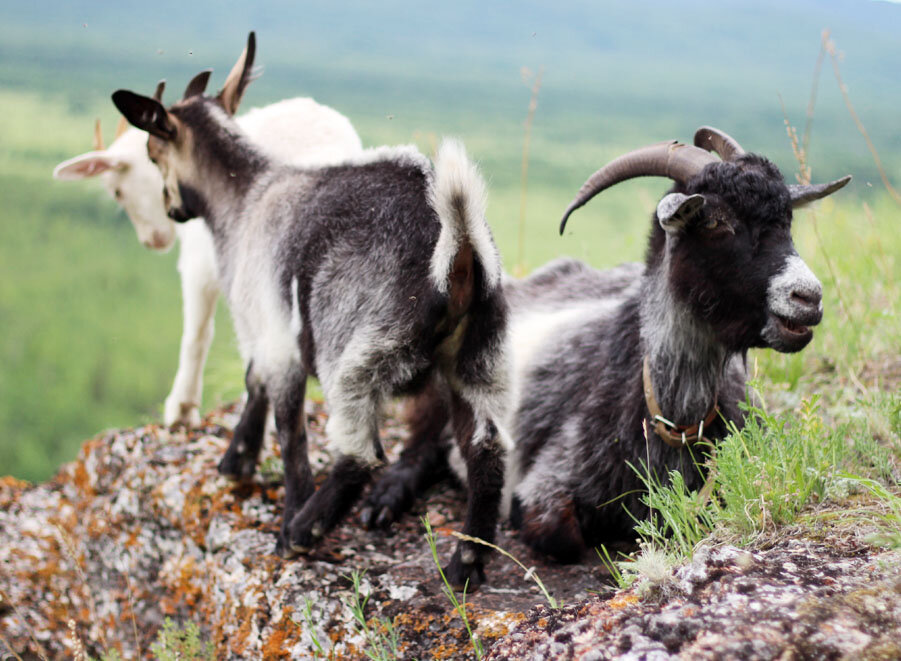 Была одна коза, а стало три. Чудеса!
