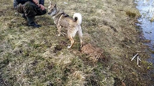 Обучаем щенка аппортировке с воды