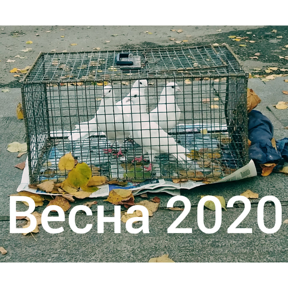 Запах мокрых почек тополя - сигнал весны. Жаль, ему не пробиться через бетонные стены многоэтажек. Его надо вдыхать вместе с запахом земли и сережек берез. А мы сидим...
