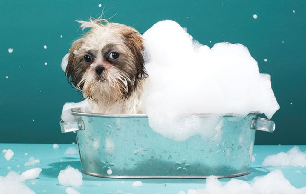 https://www.pouted.com/wp-content/uploads/2015/06/Does-Your-Pet-Have-Some-Kind-of-Allergy-22.jpg