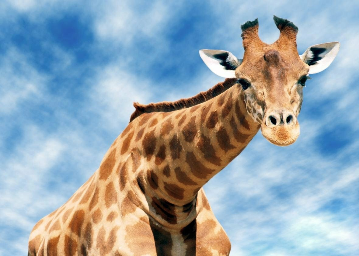 Жираф фото на белом фоне