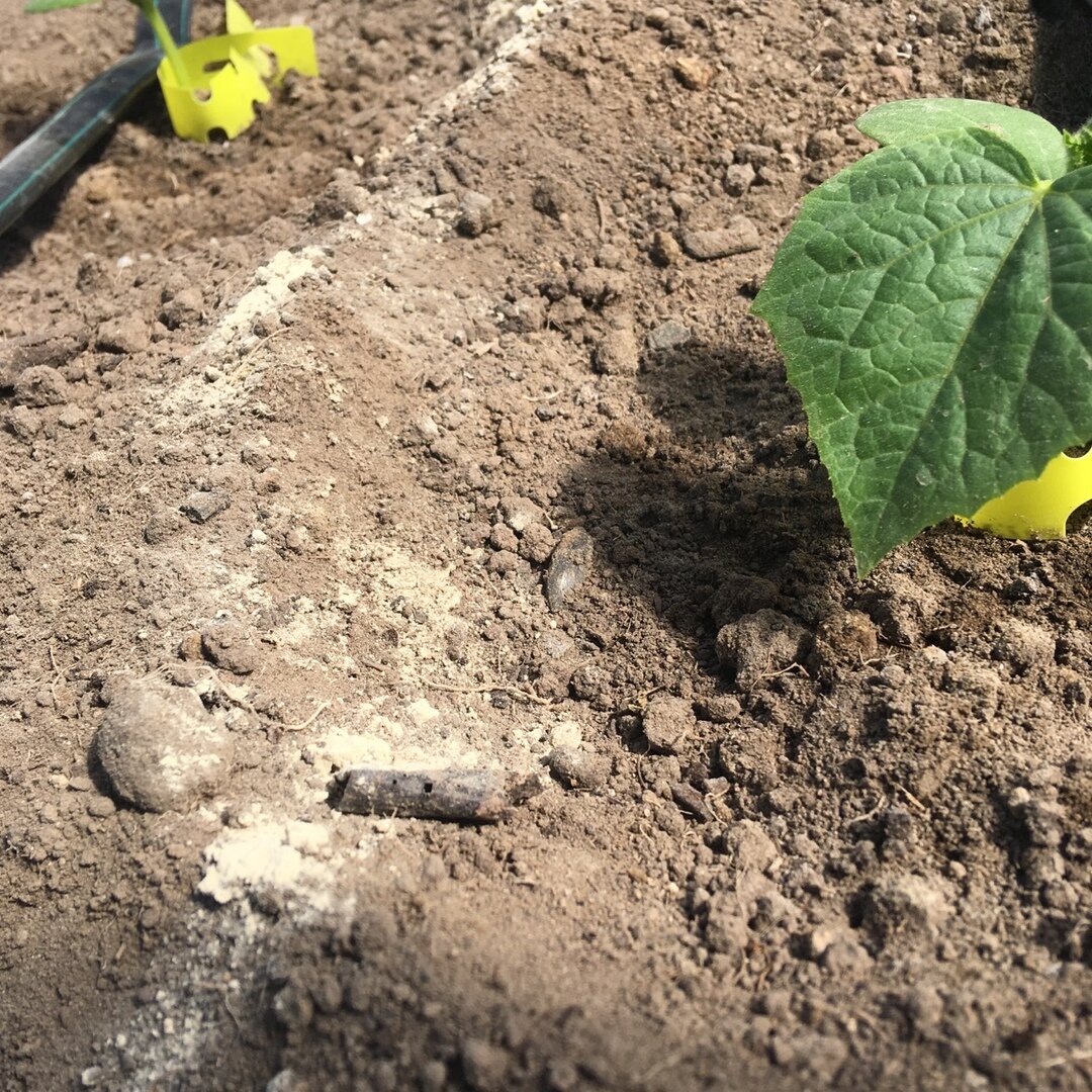 Диатомит рассыпан на грядке