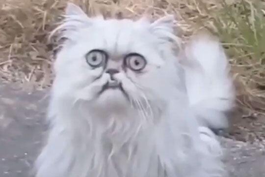 Как у меня жизнь? Да разве это жизнь?