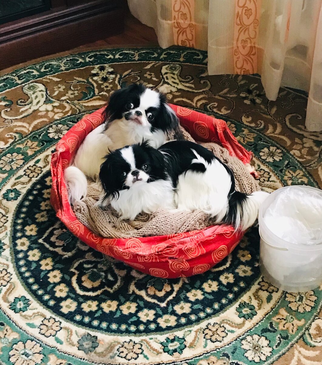 Саша и Зои - японские хины питомника Arh Beauty