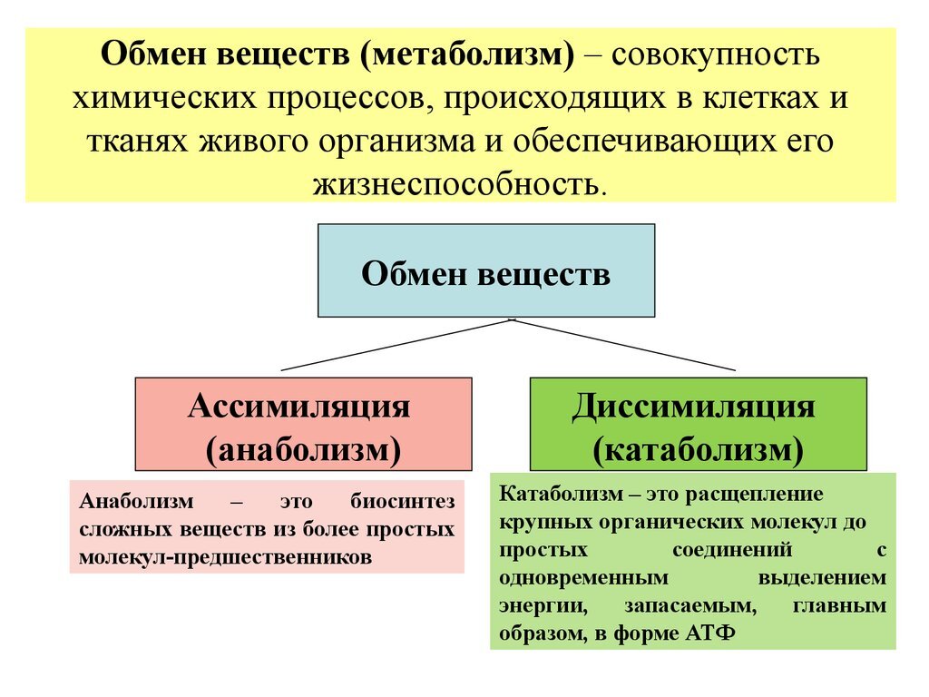 Обмен веществ примеры