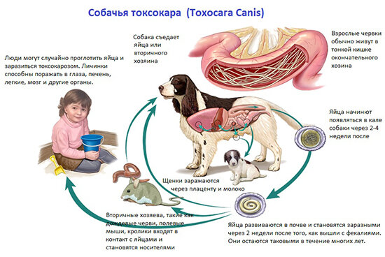 Лечение глаукомы народными средствами