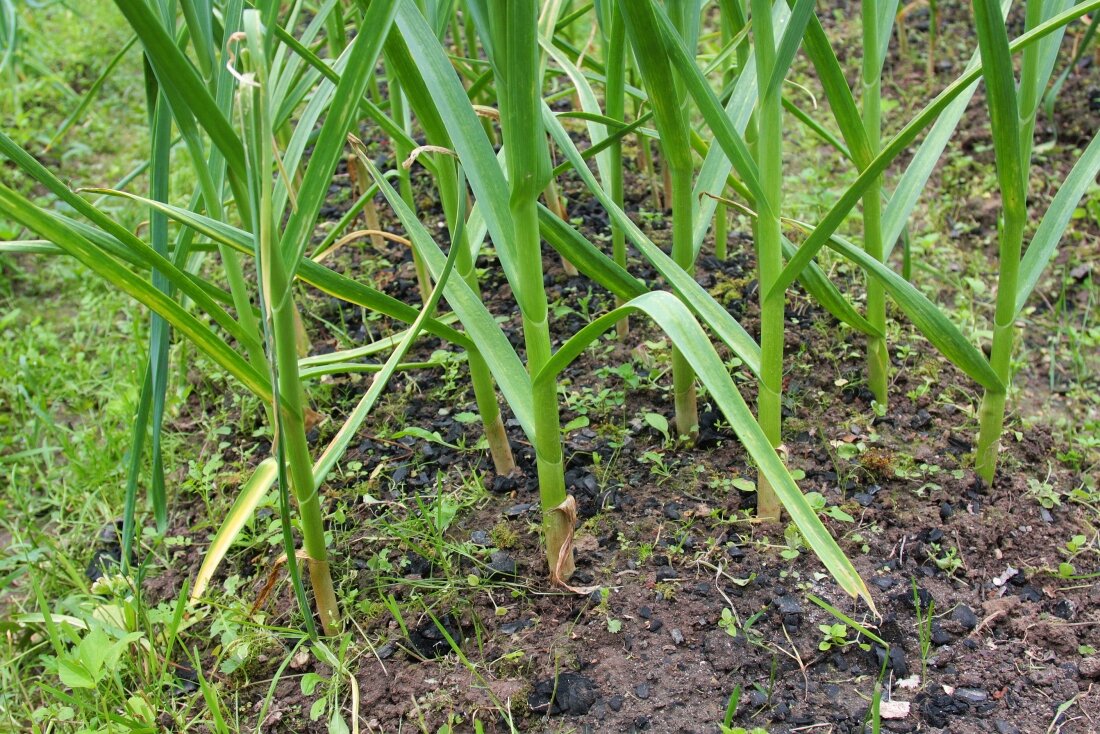 Урожай чеснока у нас довольно средний, поэтому пока могу поделиться только опытом того, что точно с чесноком делать не нужно, чтобы урожай все-таки был