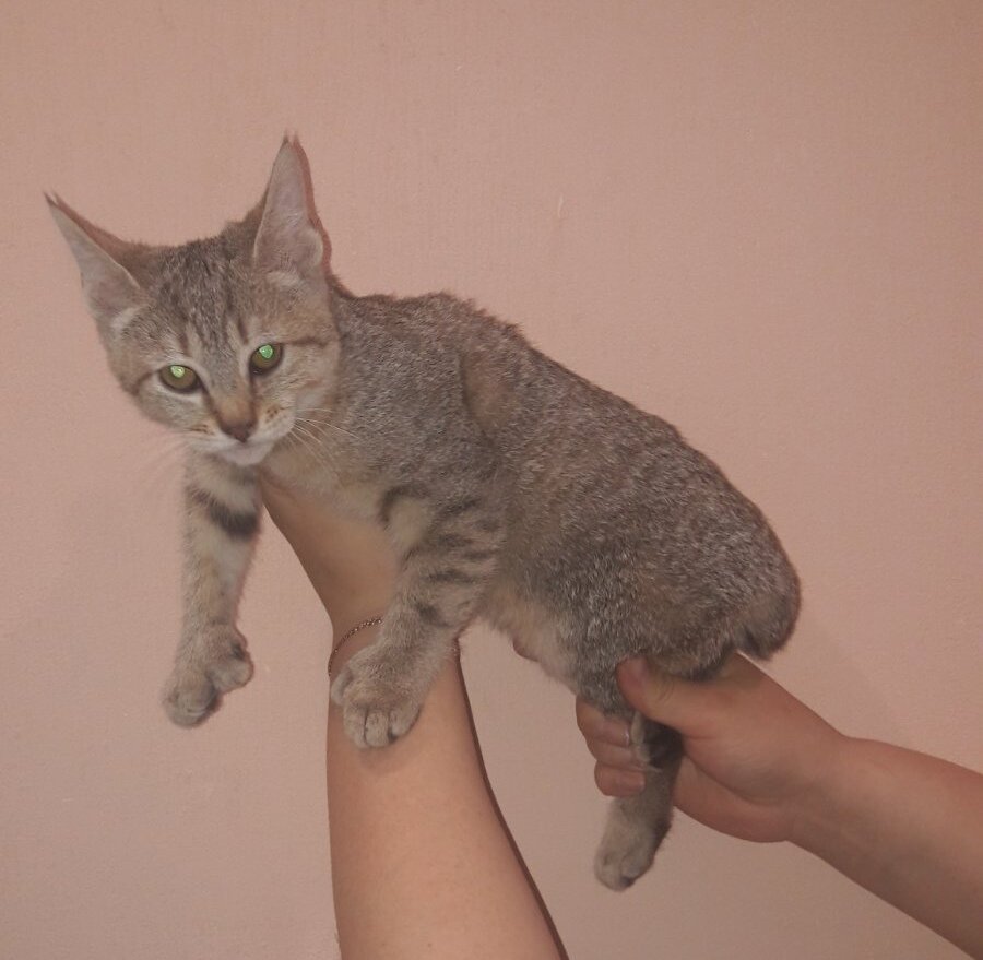 Шейх в питомнике "WILDCATOFMOSCOW"