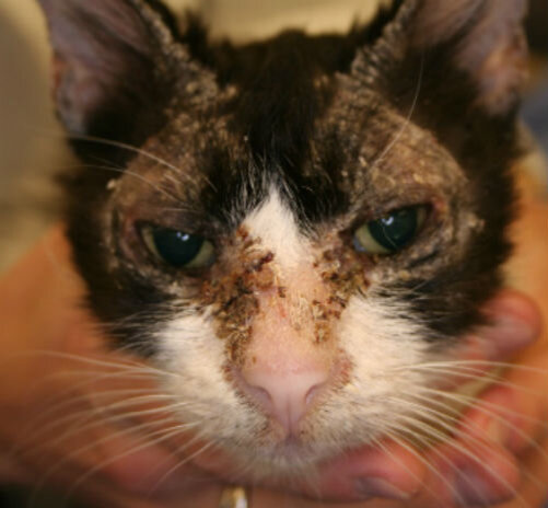 Симптомы аутоиммунных заболеваний кошек