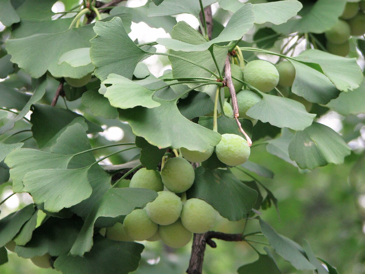 Гингобелоба. Растение гинкго двулопастный. Гинкго двулопастной Ginkgo Biloba. Гинкго билоба растение. Гинкго билоба дерево.