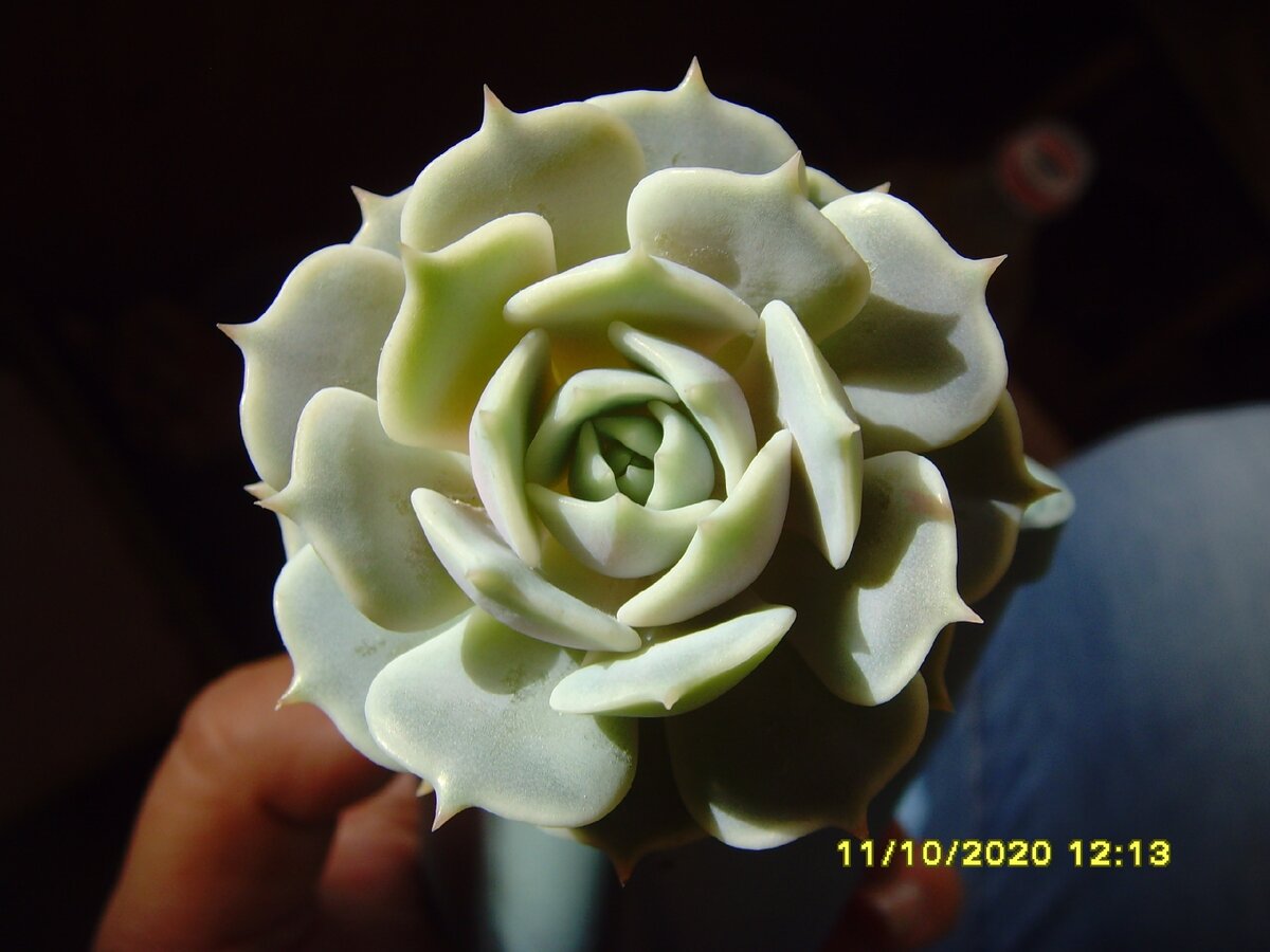 Echeveria Lola