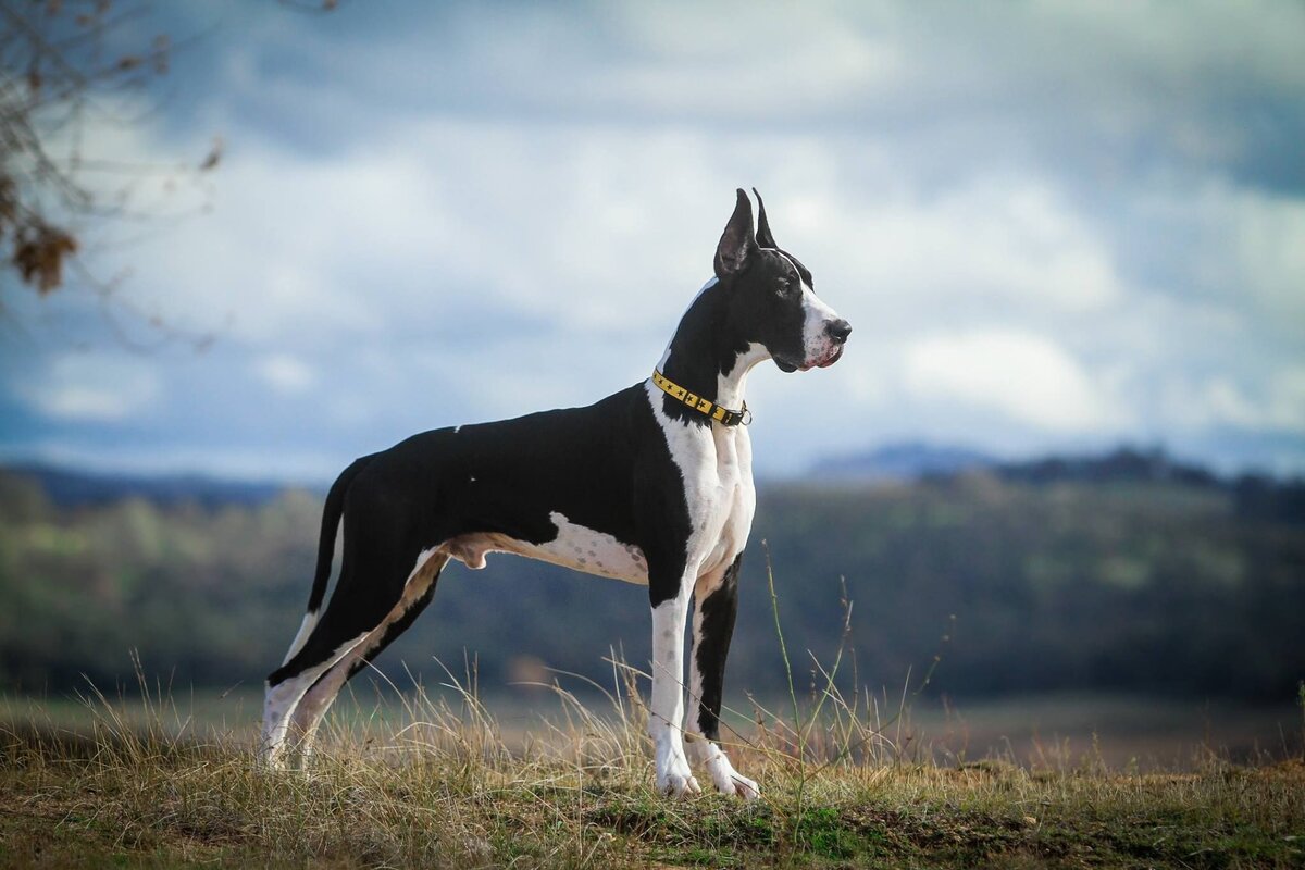 Фото немецкого дога