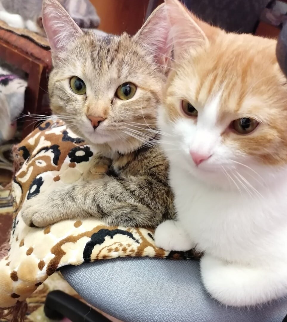 три мои шкоды.