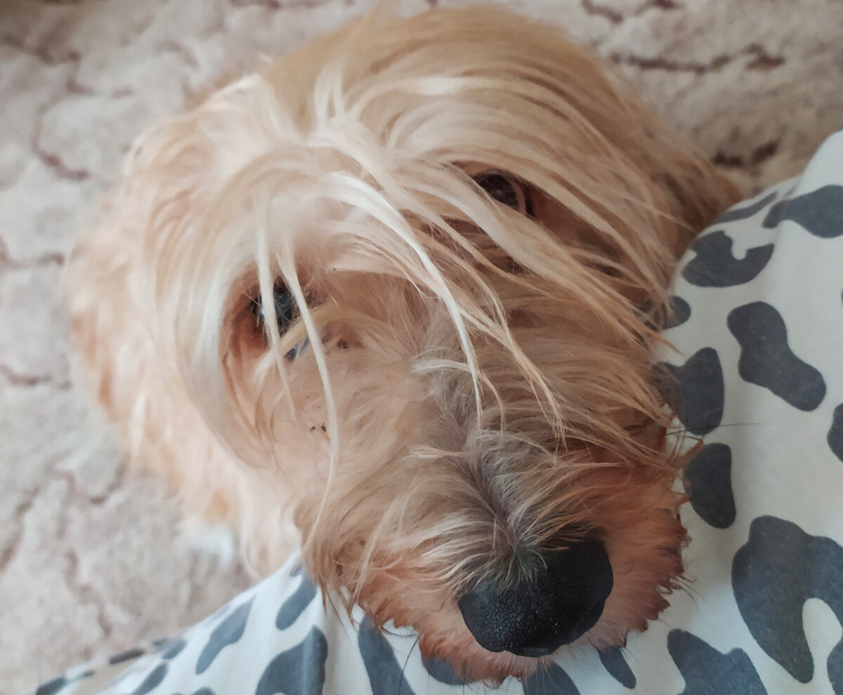 Мой пёс - Бакс)