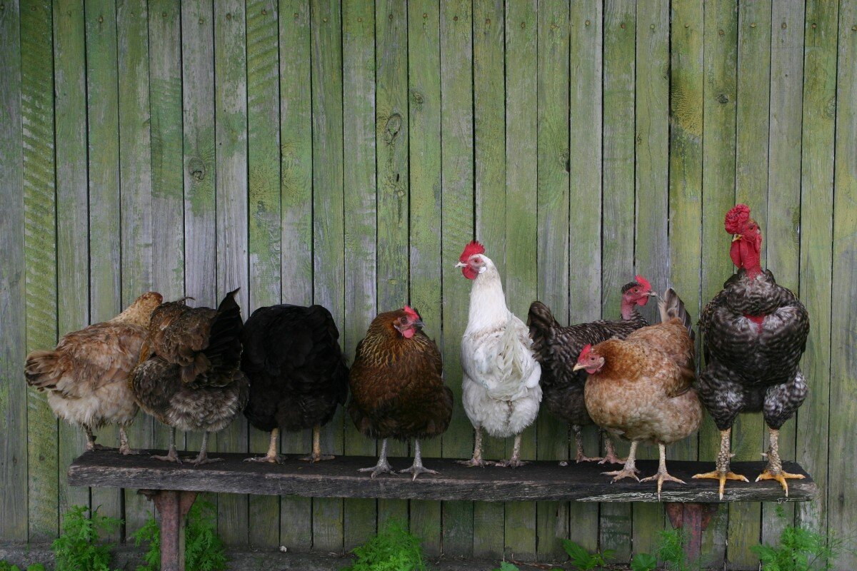 Сезонное птицеводство - явление распространенное