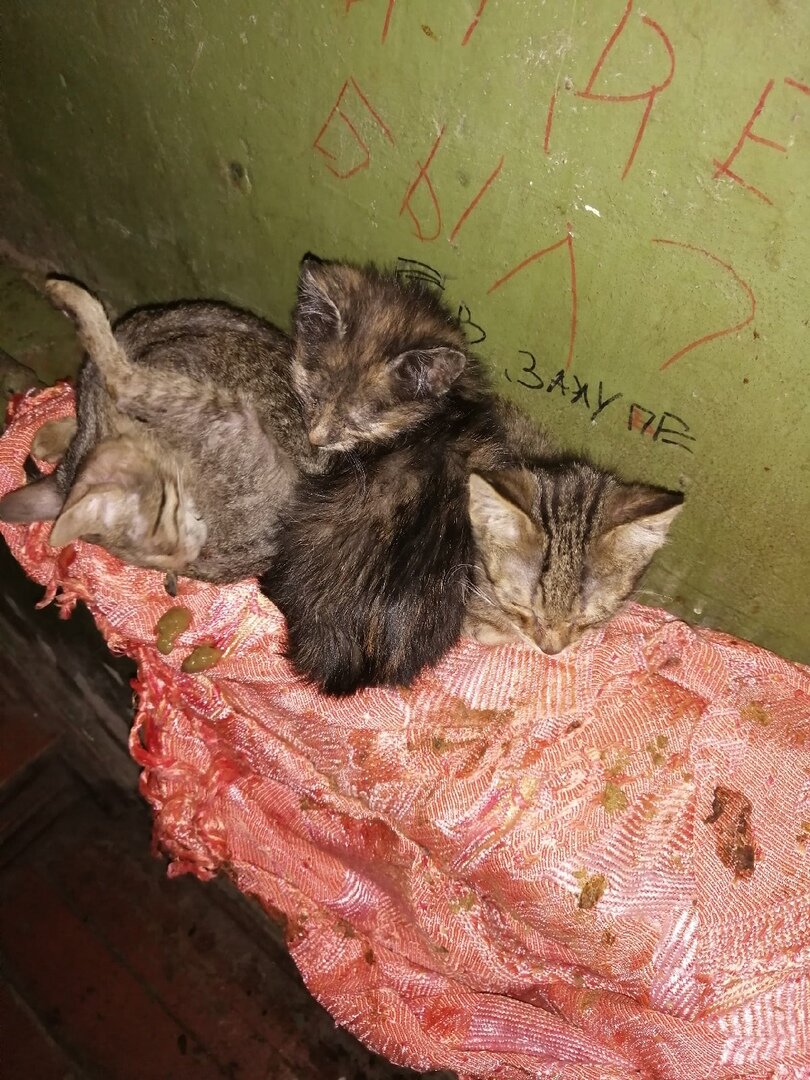 Котята на батарее, можно увидеть следы жуткой диареи на покрывале