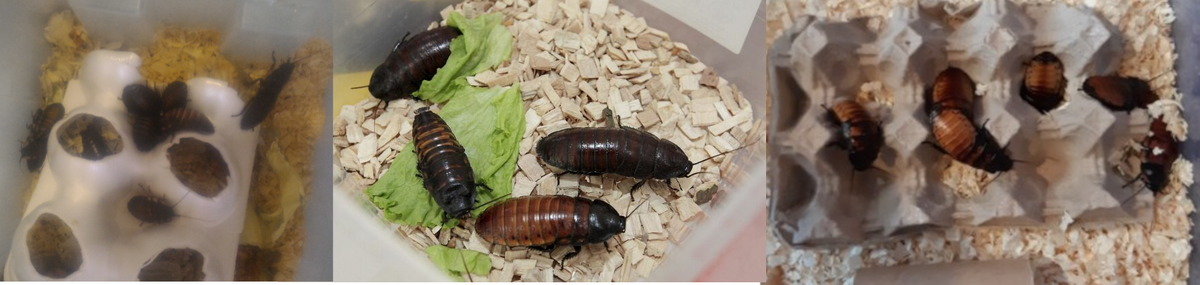 содержание мадагаскарских тараканов