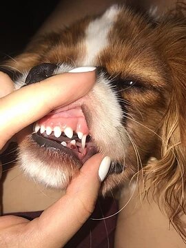 Задвоенные клыки у Кавалера